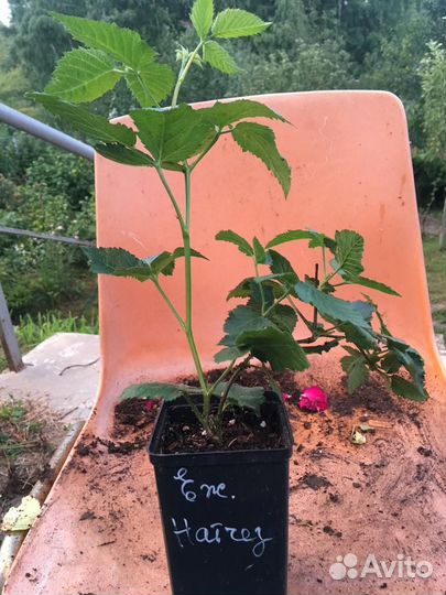 Ежевика Натчез, Блэк Джем, Небеса, Карака Блэк