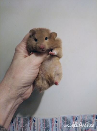 Хомячки сирийские редкие Молочный Шоколад ручные