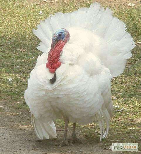 Индюшата тяжёлого кросса Биг-6