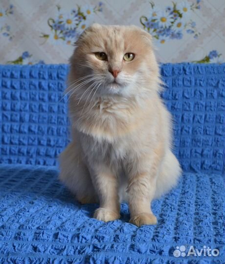 Кот в добрые руки