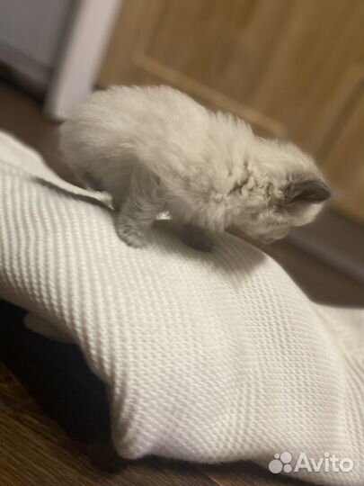 Кошка в дар