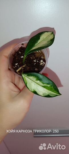 Хойи сортовые 2 Отреагировано 5.06