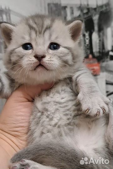 Чистокровные котята