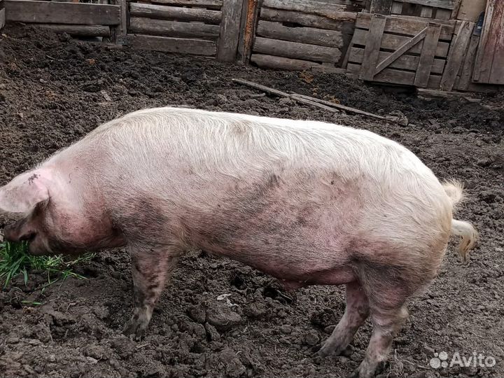 Хряк на племя
