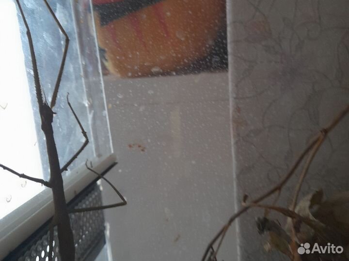 Аннамские палочники