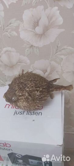 Рыба ЁЖ Фуга