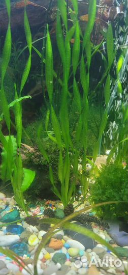 Роголистник,Валиснерия,мох Риччия,Ампулярии,Хелены