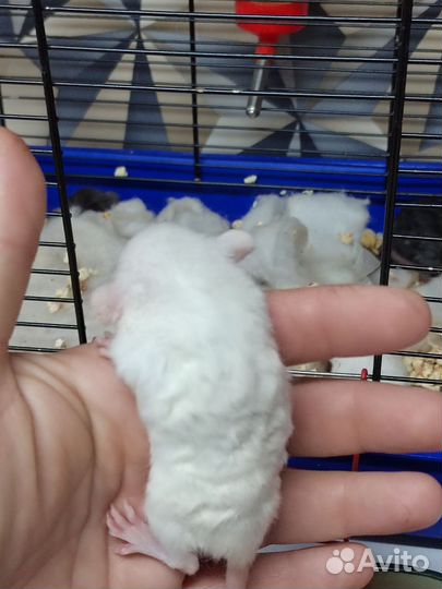 Крысы Дамбо вельветин и рекс