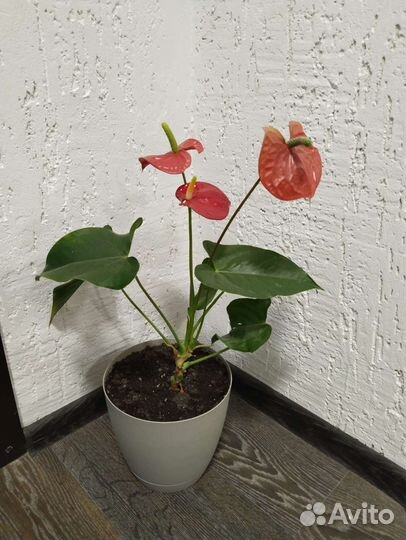 Комнатные растения цветы антуриум
