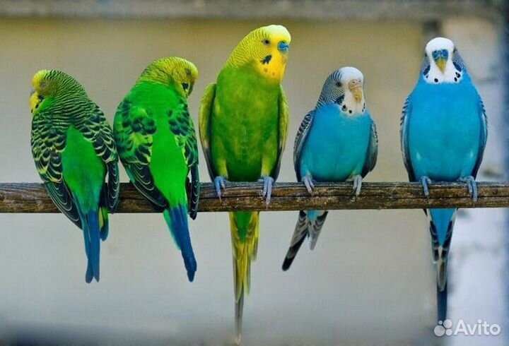 Попугаи волнистые, молодежь