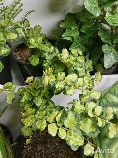 Комнатные растения