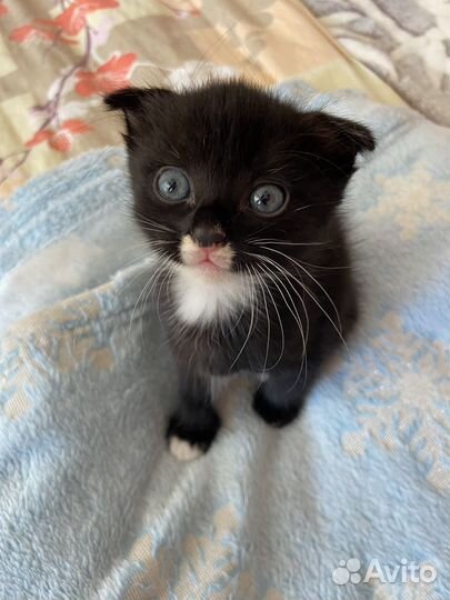 Котенок девочка