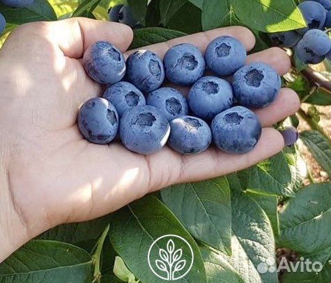 Саженцы голубики 12 сортов в наличии