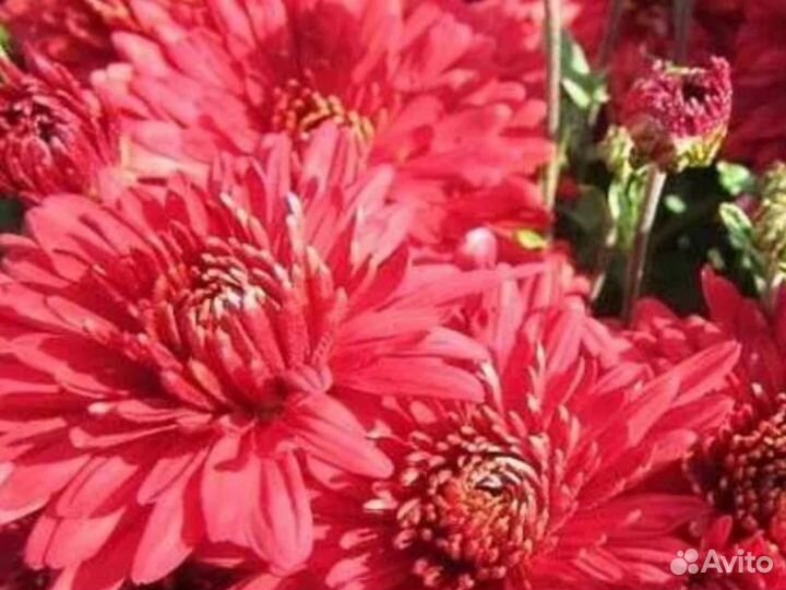 Хризантема Корейская Червона Калына Саженцы