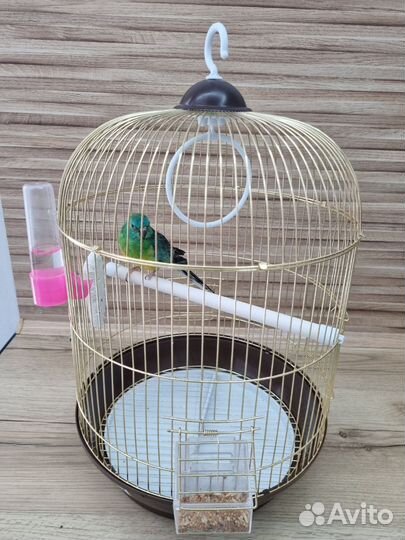 Певчий попугай