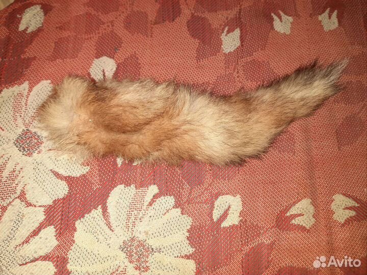 Хвост Лисицы