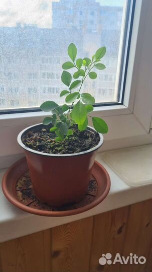 Мурайя метельчатая и карисса