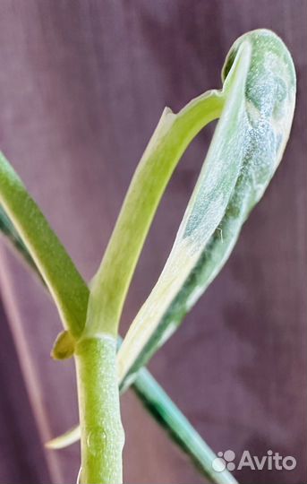 Сциндапсус маяри