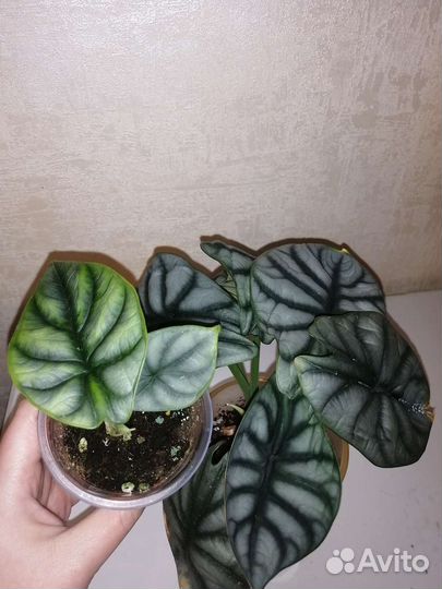 Алоказии, сильвер драгон, лонгилоба и др сорта