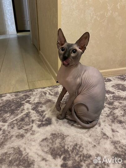 Донской сфинкс вязка