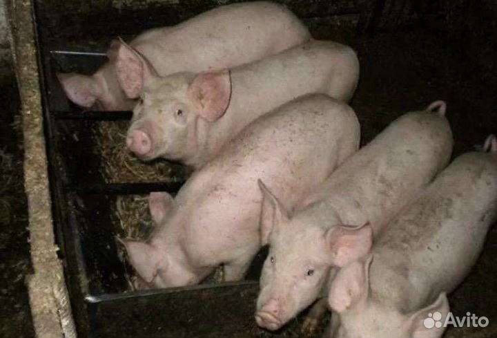 Поросята