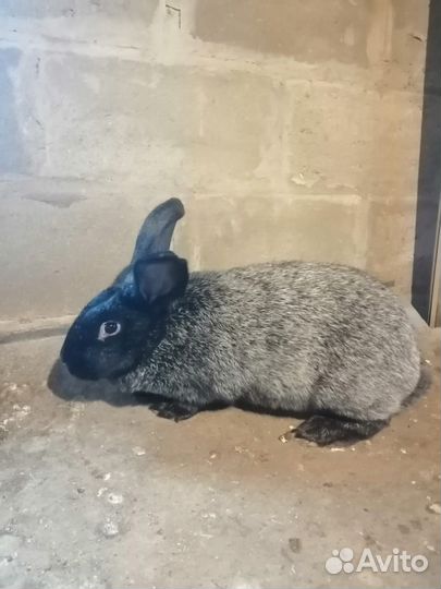 Кролики, Полтавское (Советское) серебро