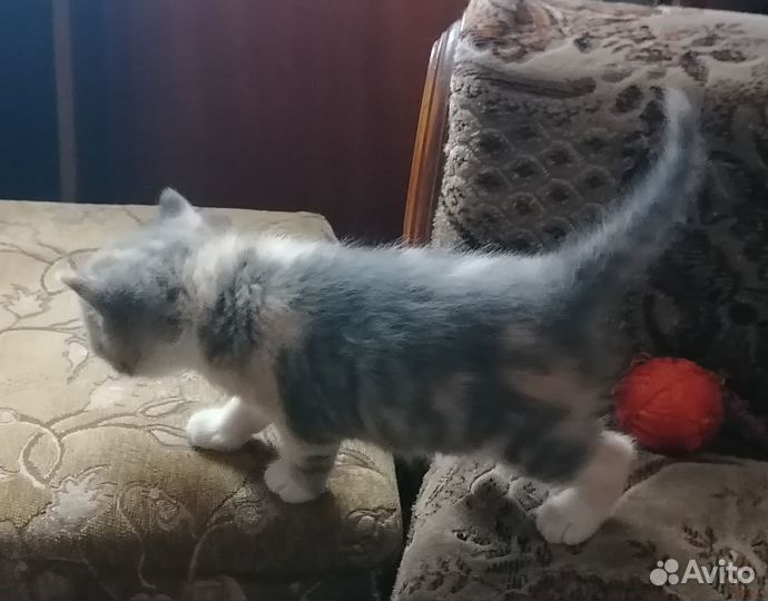 Кошечка в добрые руки бесплатно