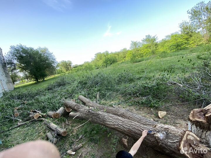 Дрова 2 дерева вяз