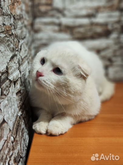 Отдам кота в добрые руки