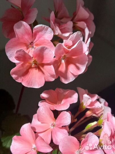 Комнатные растения цветы пеларгония