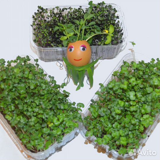 Микрозелень