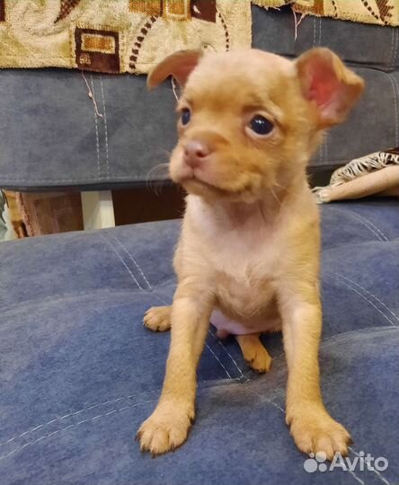 Той-терьер щенок