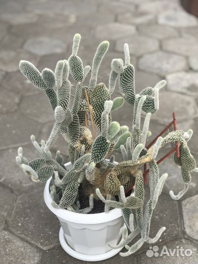Кактусы, алоэ, гастерия