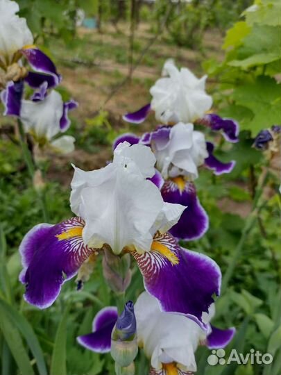 Ирис сортовые