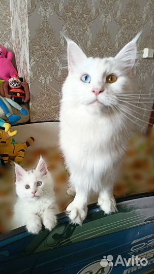 Котята мейн-кун