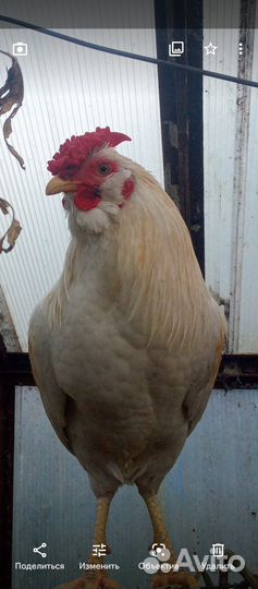 Продается петух