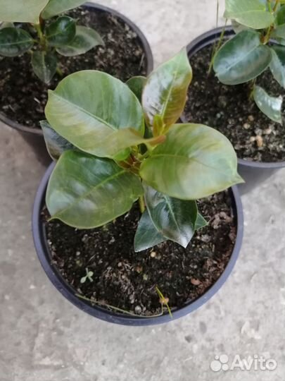 Бугенвилия