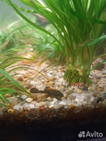 Анциструсы супер ред вуаль, L 393