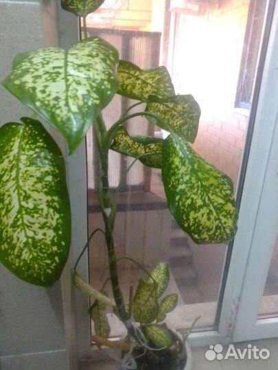 Дифенбазия с горшком100см, детками