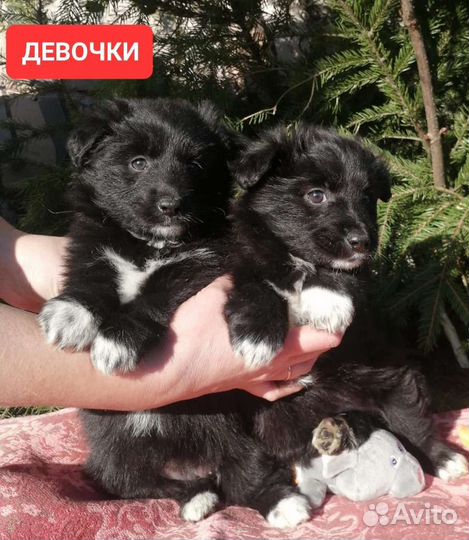 Щенки от маленькой собачки