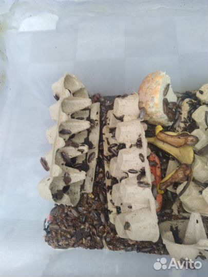 Мраморные тараканы