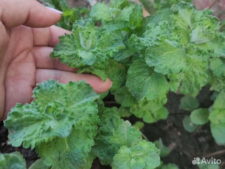 Мята, душица, тимьяны чабрец, пряные травы