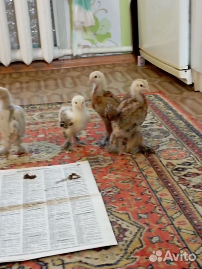 Породистые цыплята, легорн б 33