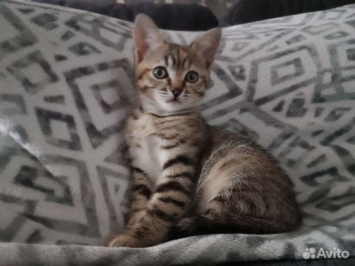 Кошечка в добрые руки бесплатно