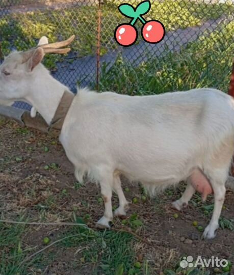 Козы дойные и козёл камори-нубийский