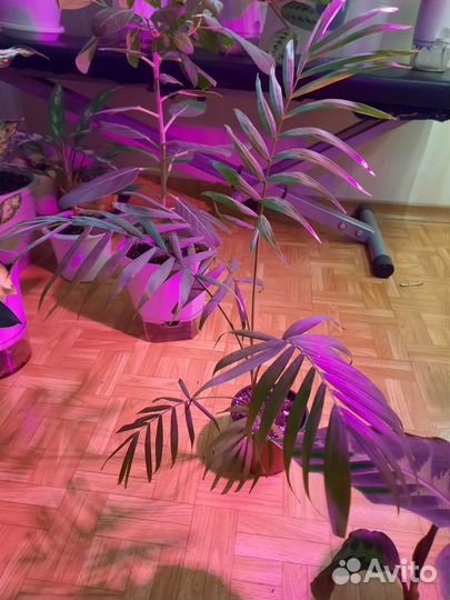 Пальма хамедорея