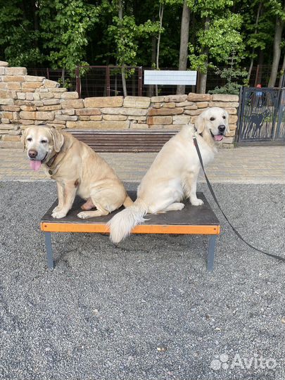 Кинолог/воспитание собак/дрессировка собак