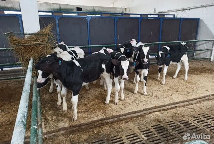 Бычки быки телята