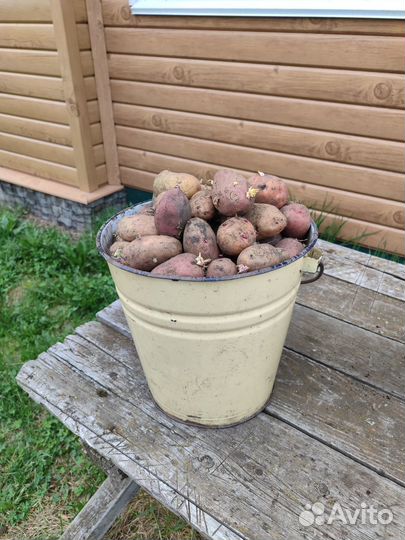 Продам семенной картофель