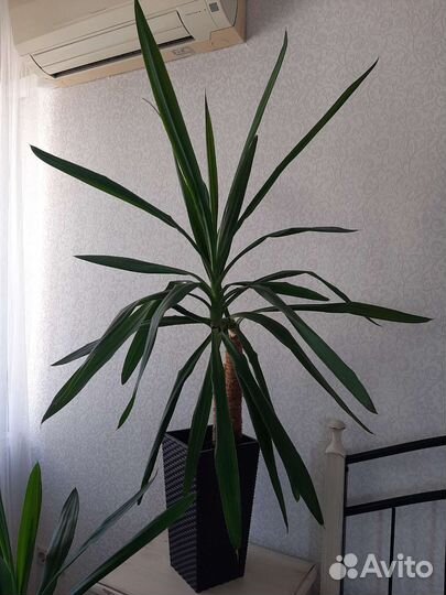 Комнатное растение